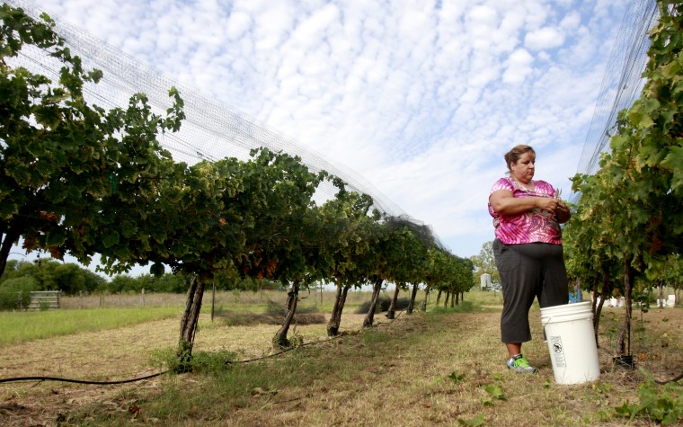 SaladoWineryGrapeHarvest4.jpg